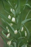 Polygonatum sewerzowii