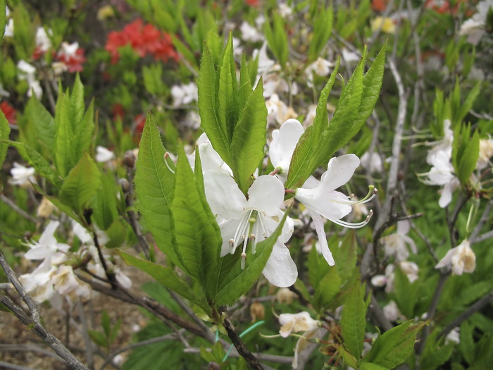 Image of Rhododendron vaseyi f. album specimen.