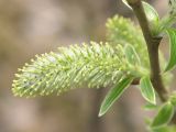 Salix phylicifolia. Женская серёжка (сильно увеличено). Санкт-Петербург, Старый Петергоф, у платформы \"Университет\". 01.05.2008.