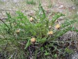 род Taraxacum. Цветущее растение. Кольский п-ов, Восточный Мурман, Дальние Зеленцы. 19.06.2011.