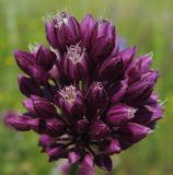 Allium rotundum