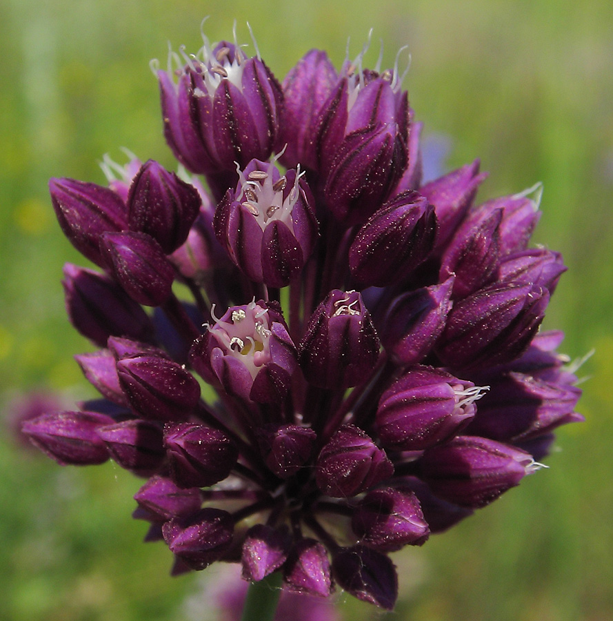 Image of Allium rotundum specimen.