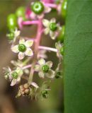 Phytolacca americana. Цветки. Кавказ, Сочинский р-н, 10 км В пос. Лазаревское, окр. пос. Татьяновка. 28 сентября 2005 г.