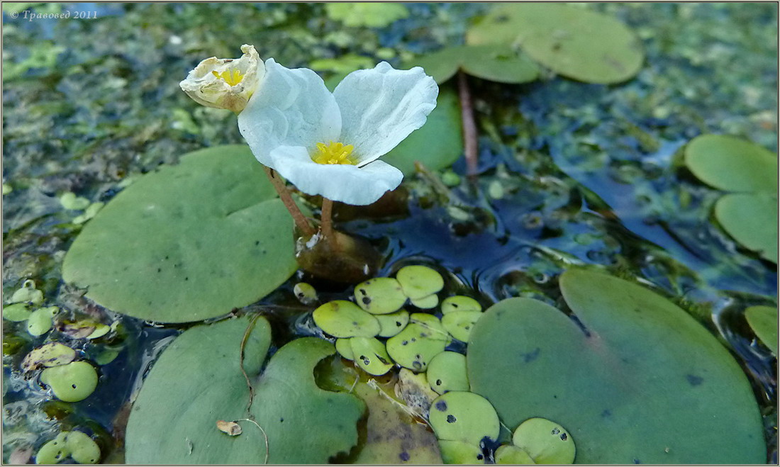 Image of Hydrocharis morsus-ranae specimen.