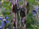 Delphinium inconspicuum