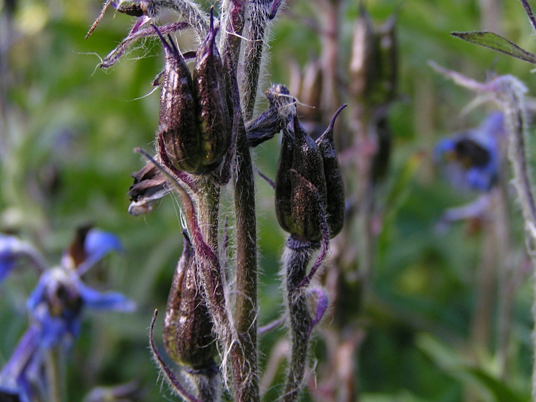 Изображение особи Delphinium inconspicuum.