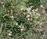 Trifolium montanum. Цветущее растение. Иркутская обл., КБЖД, окр. тоннеля \"Киркирей 3\", луговой склон. 28.07.2011.