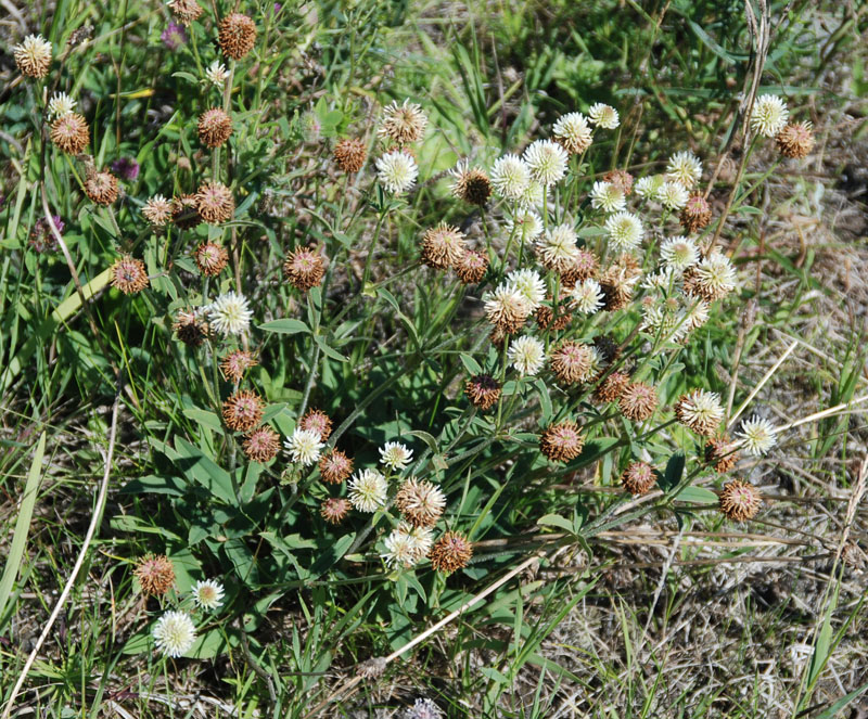 Изображение особи Trifolium montanum.