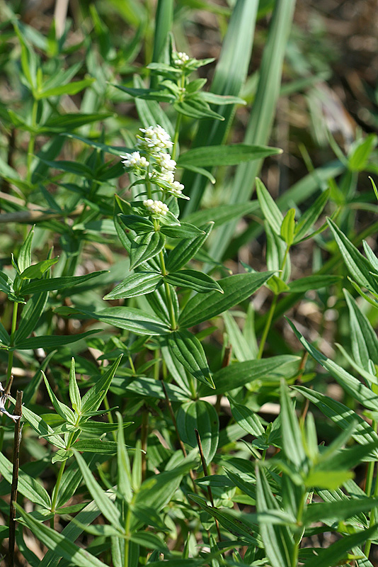 Изображение особи Galium boreale.