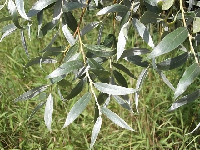 Изображение особи Salix alba.