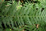 Pteridium tauricum