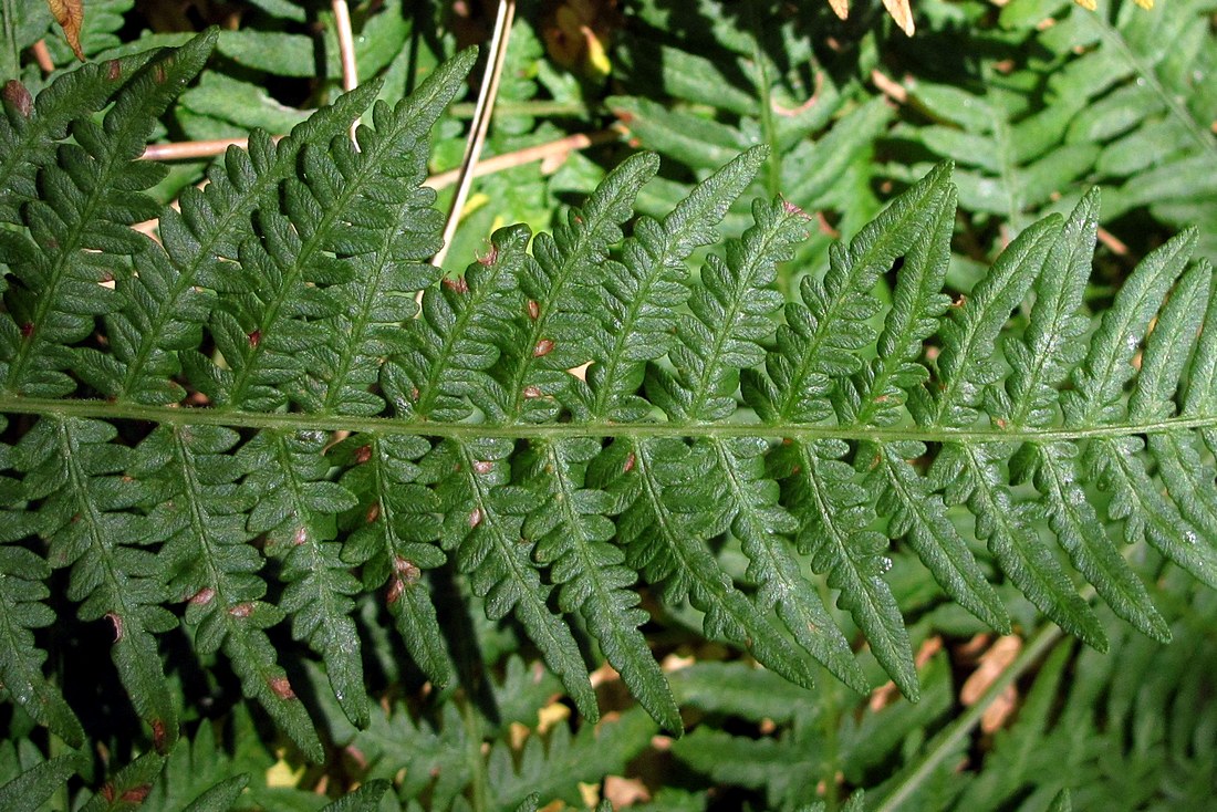 Image of Pteridium tauricum specimen.