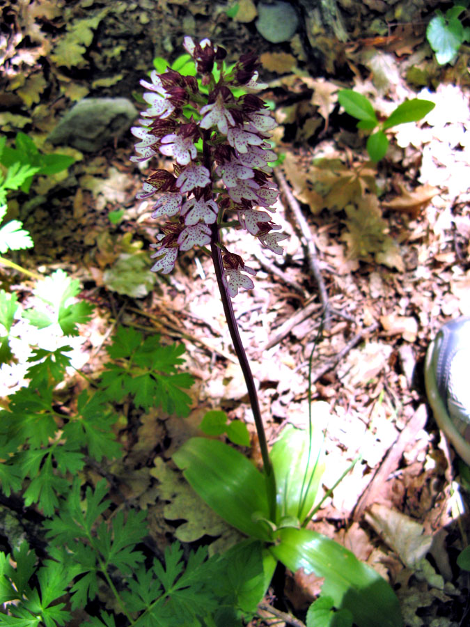 Image of Orchis purpurea specimen.