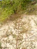 Artemisia scoparia