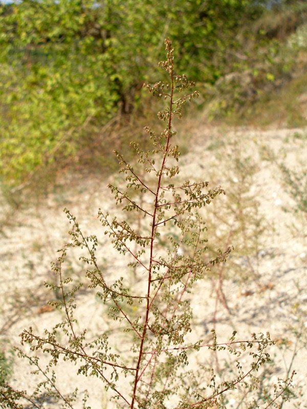 Изображение особи Artemisia scoparia.