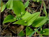 Maianthemum bifolium. Растения перед цветением. Нижегородская обл., Первомайский р-н, Мордовский бор. 15 мая 2009 г.