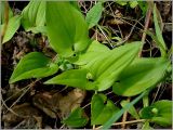 Maianthemum bifolium. Растения перед цветением. Нижегородская обл., Первомайский р-н, Мордовский бор. 15 мая 2009 г.