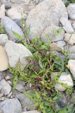 Persicaria × lenticularis