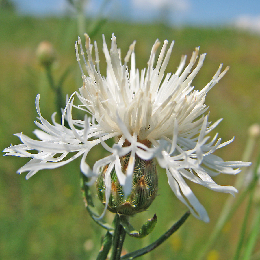 Изображение особи род Centaurea.