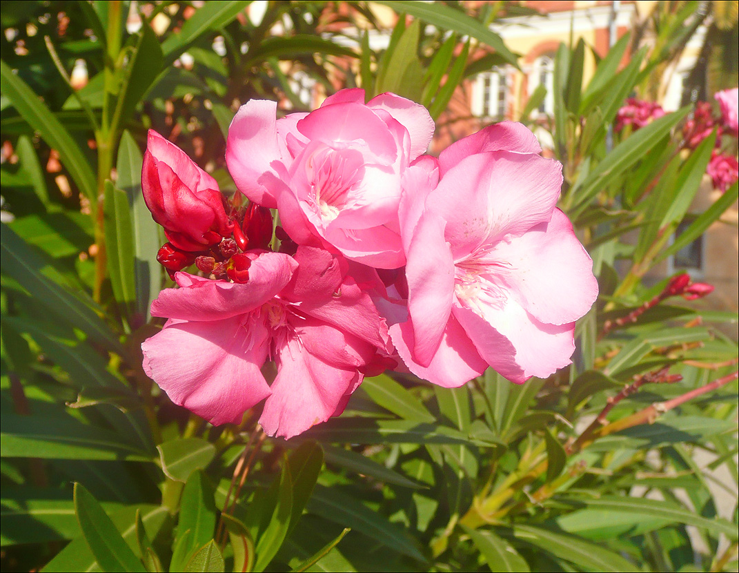 Image of Nerium oleander specimen.