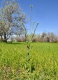 Camelina microcarpa