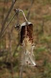 Asclepias syriaca