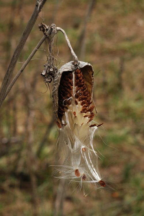 Изображение особи Asclepias syriaca.