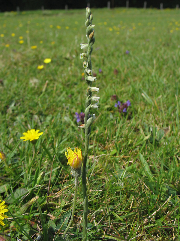 Изображение особи Spiranthes spiralis.