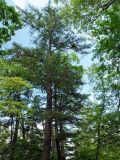 genus Abies