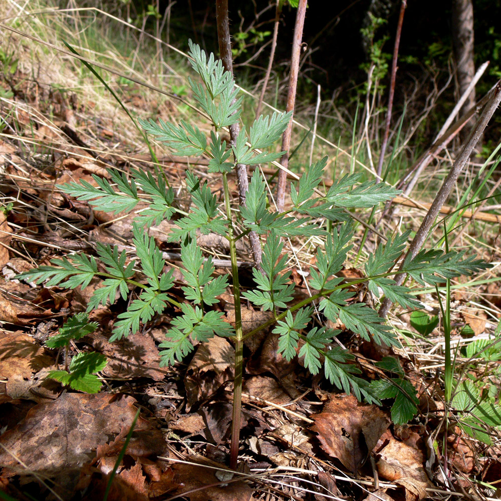 Изображение особи Conium maculatum.