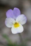 Viola arvensis