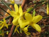 Jasminum nudiflorum