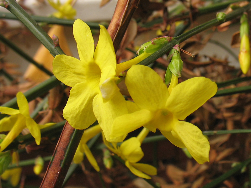 Image of Jasminum nudiflorum specimen.