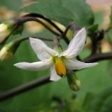 Solanum nigrum