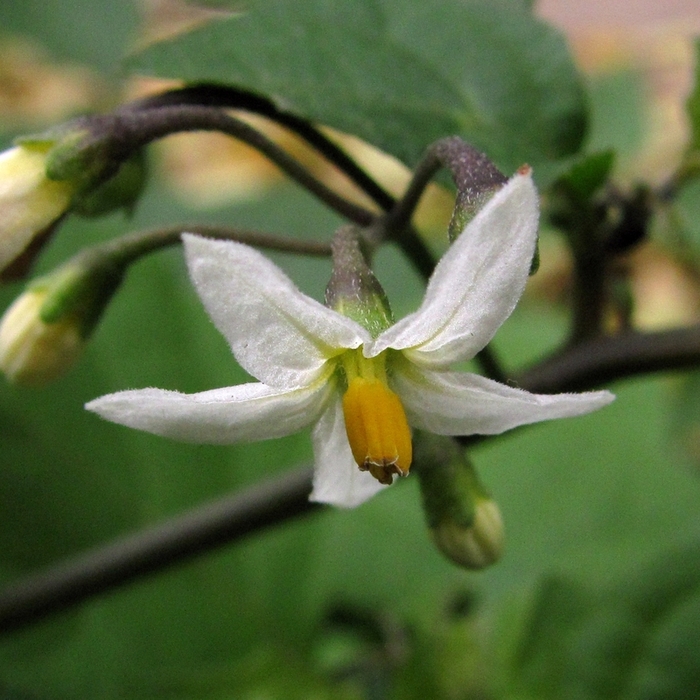 Image of Solanum nigrum specimen.