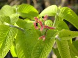 Juglans mandshurica. Часть ветви с пестичными цветками. Приморский край, Спасский р-н, с. Хвалынка. 02.06.2011.