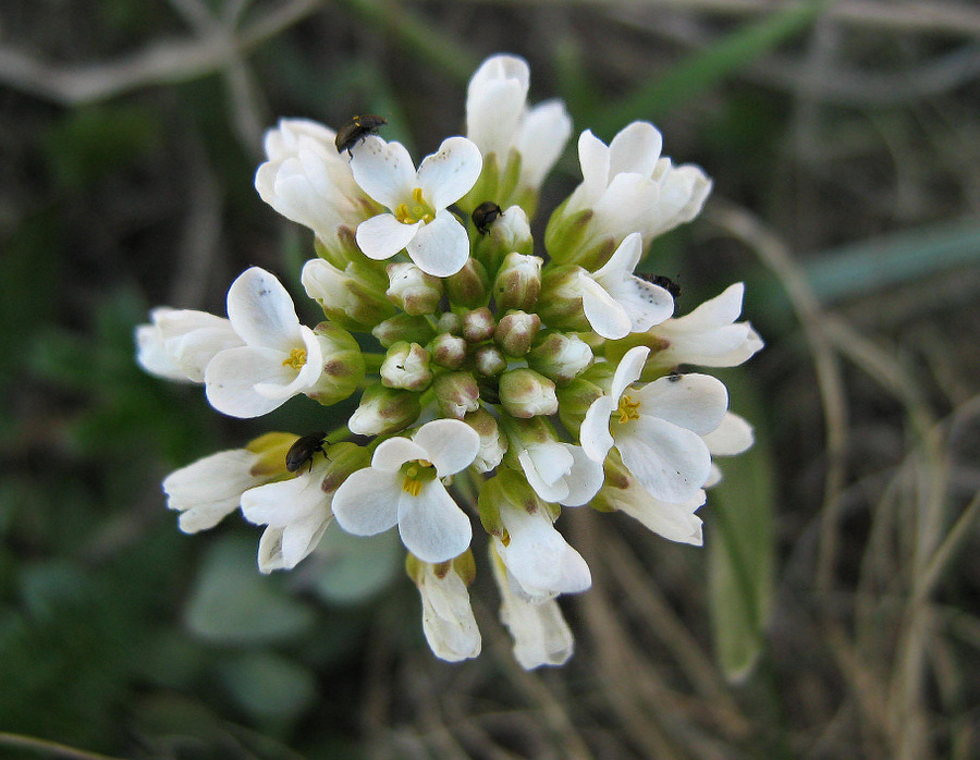 Изображение особи Noccaea macrantha.