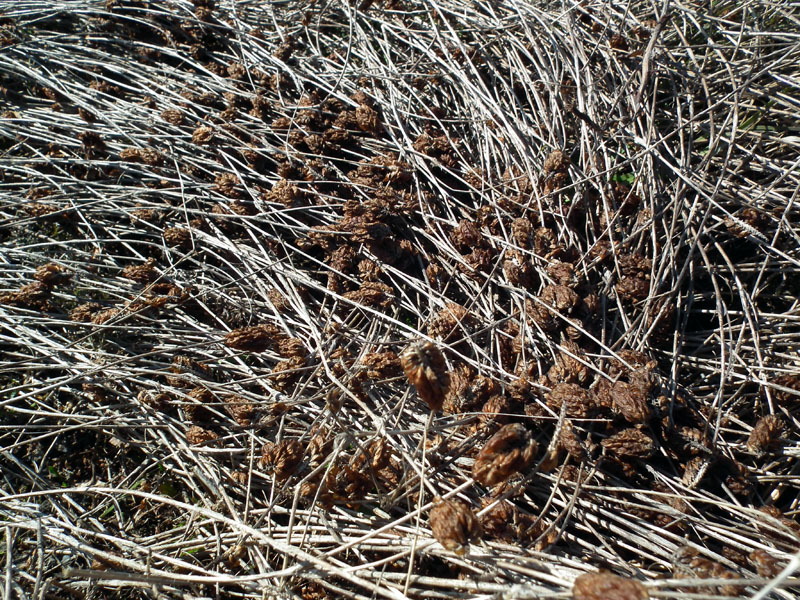 Изображение особи Trifolium spadiceum.