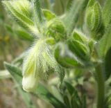 Onosma borysthenica. Верхушка побега с соцветием. Украина, Николаевская обл., Кинбурнская коса. 20 мая 2012 г.