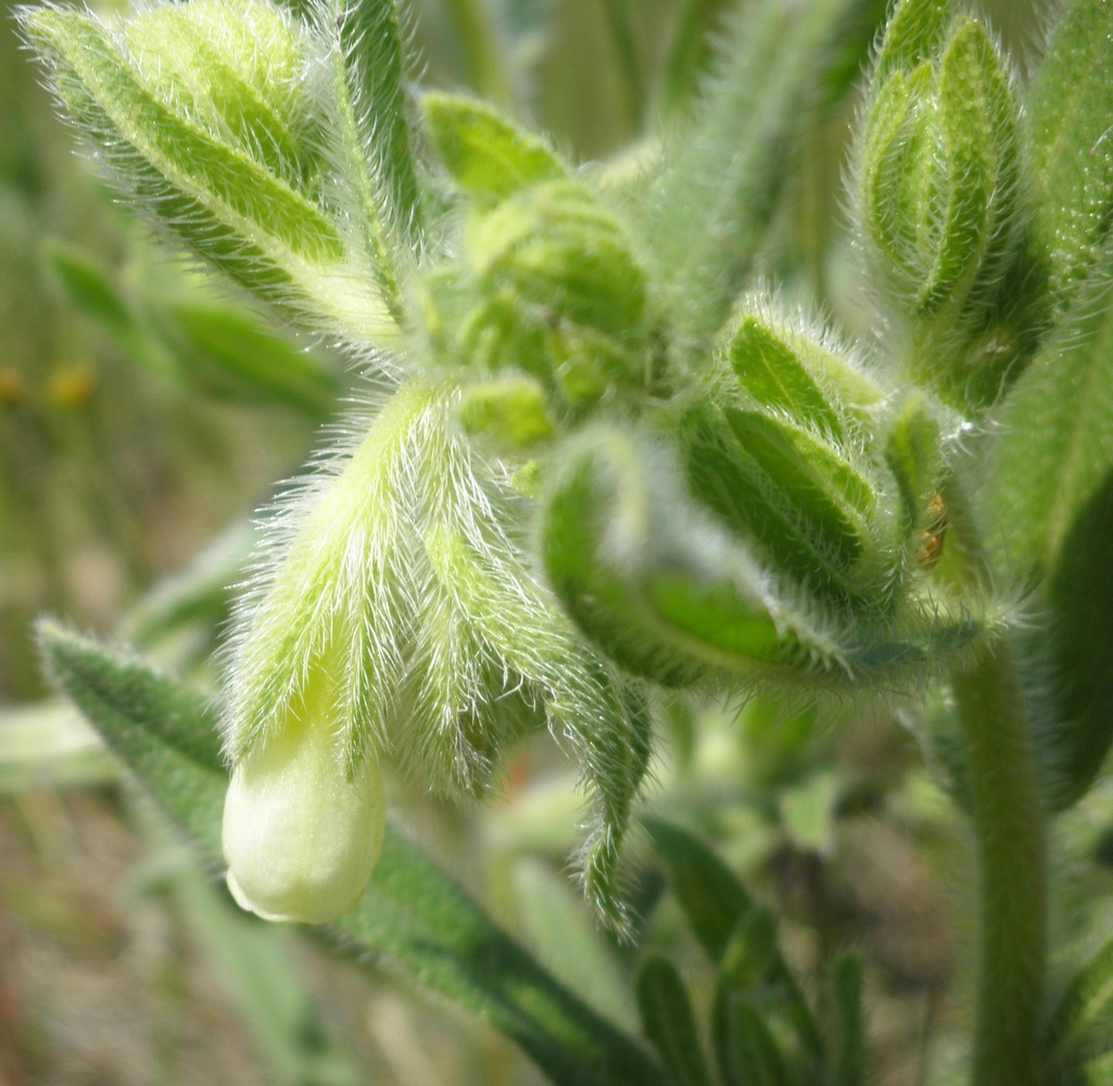 Изображение особи Onosma borysthenica.