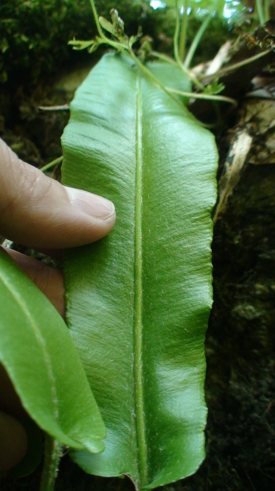 Image of Phyllitis scolopendrium specimen.