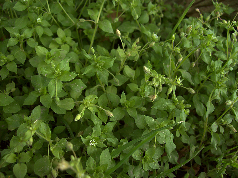 Image of Stellaria media specimen.