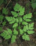 Chaerophyllum temulum