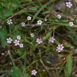 Psammophiliella muralis. Цветущее растение. Украина, Закарпатская обл., Свалявский р-н, у тропы в буковом лесу возле с. Солочин. 22 июня 2012 г.