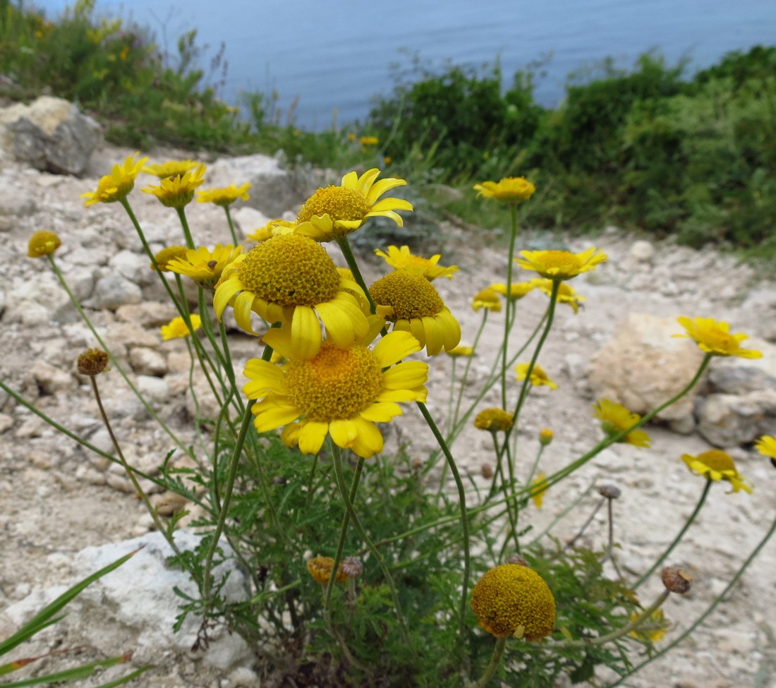 Изображение особи Anthemis tinctoria.