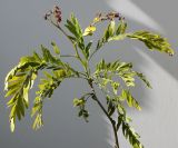 Gleditsia triacanthos