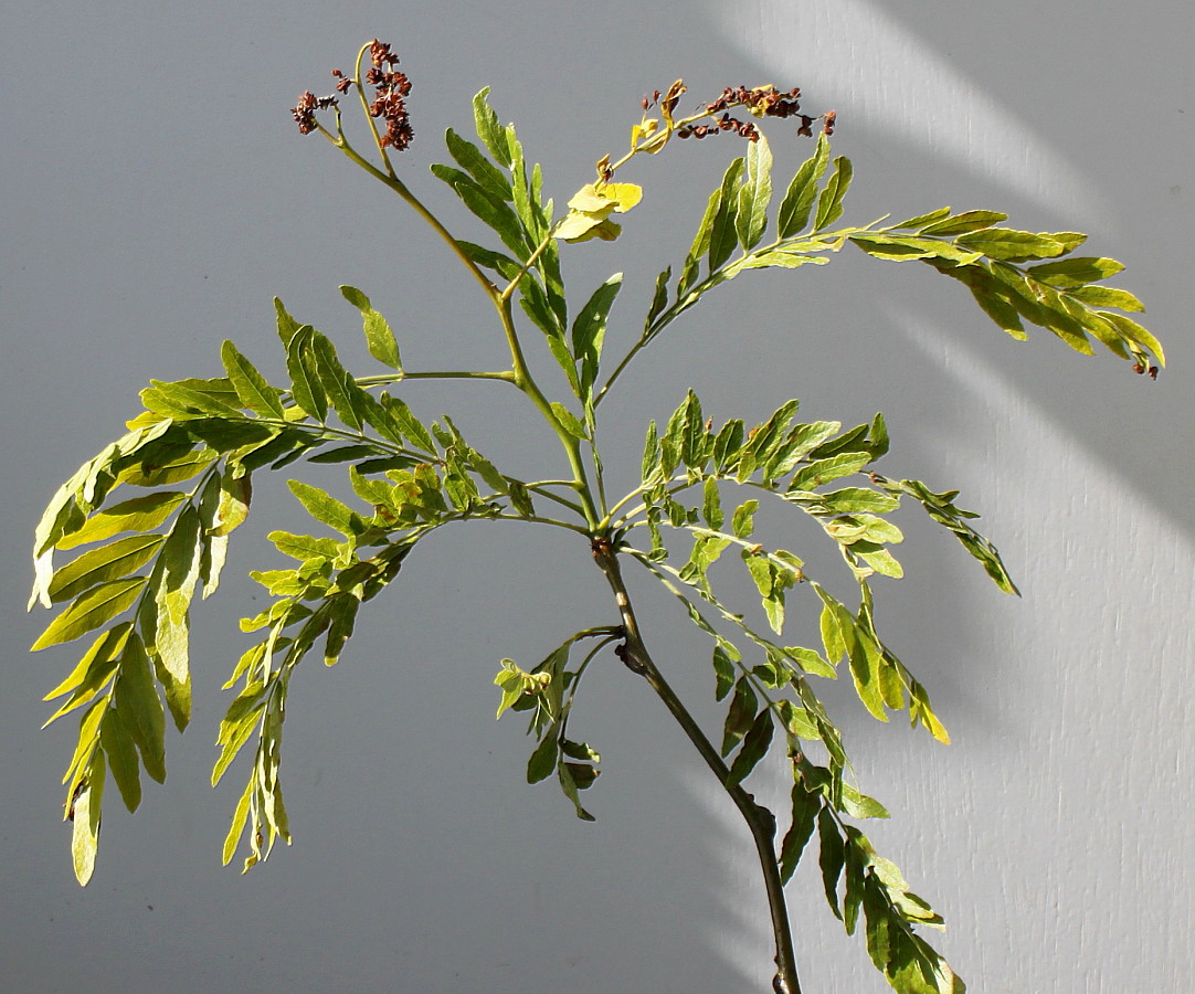 Image of Gleditsia triacanthos specimen.