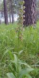 Epipactis helleborine