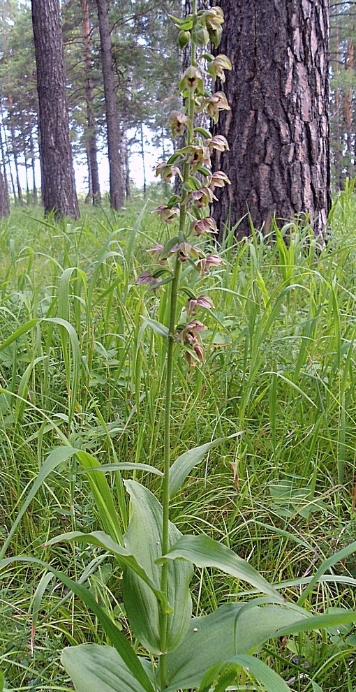Image of Epipactis helleborine specimen.
