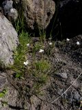 Dianthus elbrusensis